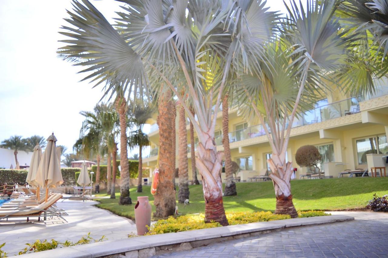 Xperience Sea Breeze Resort Sharm el-Sheikh Exterior foto Latania loddigesii